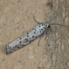 Utetheisa pulchelloides (Heliotrope Moth) at Higgins, ACT - 30 Jan 2022 by AlisonMilton