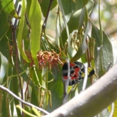 Delias harpalyce (Imperial Jezebel) at Jerrabomberra, NSW - 4 Feb 2022 by Steve_Bok