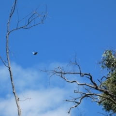 Delias harpalyce at Jerrabomberra, NSW - 4 Feb 2022 01:59 PM