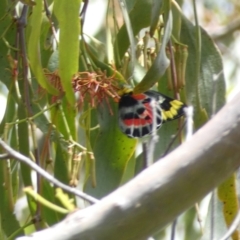 Delias harpalyce at Jerrabomberra, NSW - 4 Feb 2022 01:59 PM