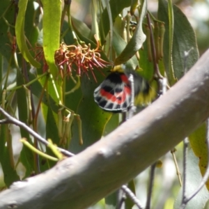 Delias harpalyce at Jerrabomberra, NSW - 4 Feb 2022 01:59 PM