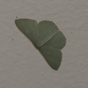 Chlorocoma vertumnaria at Higgins, ACT - 30 Jan 2022 06:42 AM