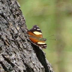 Vanessa itea (Yellow Admiral) at Jerrabomberra, NSW - 4 Feb 2022 by SteveBorkowskis