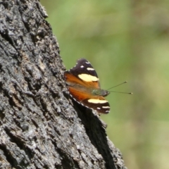 Vanessa itea (Yellow Admiral) at Jerrabomberra, NSW - 4 Feb 2022 by Steve_Bok