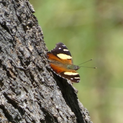 Vanessa itea (Yellow Admiral) at Jerrabomberra, NSW - 4 Feb 2022 by SteveBorkowskis