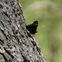 Vanessa itea at Jerrabomberra, NSW - 4 Feb 2022 01:52 PM