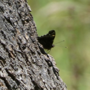 Vanessa itea at Jerrabomberra, NSW - 4 Feb 2022