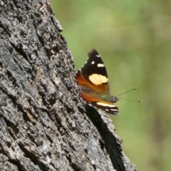 Vanessa itea at Jerrabomberra, NSW - 4 Feb 2022