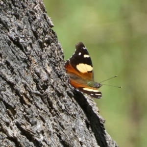 Vanessa itea at Jerrabomberra, NSW - 4 Feb 2022