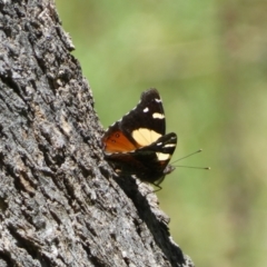 Vanessa itea at Jerrabomberra, NSW - 4 Feb 2022