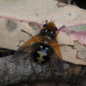 Microtropesa sinuata at Jerrabomberra, NSW - 4 Feb 2022