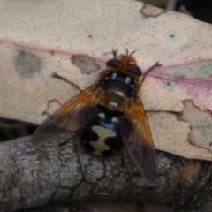 Microtropesa sinuata (A bristle fly) at Jerrabomberra, NSW - 4 Feb 2022 by Steve_Bok