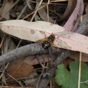 Microtropesa sinuata at Jerrabomberra, NSW - 4 Feb 2022