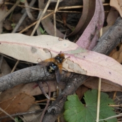 Microtropesa sinuata at Jerrabomberra, NSW - 4 Feb 2022