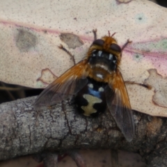 Microtropesa sinuata at Jerrabomberra, NSW - 4 Feb 2022