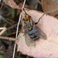 Unidentified True fly (Diptera) (TBC) at Jerrabomberra, NSW - 4 Feb 2022 by Steve_Bok