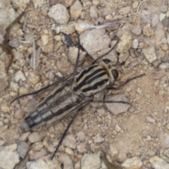 Apiocera sp. (genus) at Jerrabomberra, NSW - 4 Feb 2022