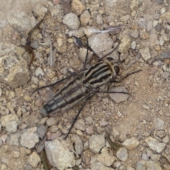 Apiocera sp. (genus) at Jerrabomberra, NSW - 4 Feb 2022