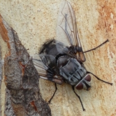 Rutilia sp. (genus) (A Rutilia bristle fly, subgenus unknown) at QPRC LGA - 4 Feb 2022 by Steve_Bok