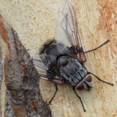 Rutilia sp. (genus) (A Rutilia bristle fly, subgenus unknown) at Googong, NSW - 4 Feb 2022 by SteveBorkowskis