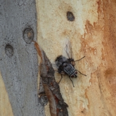 Rutilia sp. (genus) at Googong, NSW - 4 Feb 2022