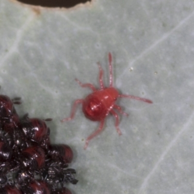 Acari (informal subclass) (Unidentified mite) at Bango Nature Reserve - 2 Feb 2022 by AlisonMilton