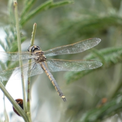 Hemicordulia tau (Tau Emerald) at Googong, NSW - 4 Feb 2022 by SteveBorkowskis