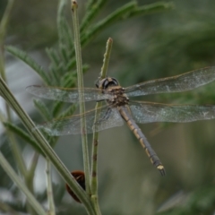 Hemicordulia tau at Googong, NSW - 4 Feb 2022 03:54 PM