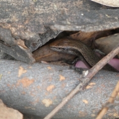 Lampropholis delicata (Delicate Skink) at Jerrabomberra, NSW - 4 Feb 2022 by SteveBorkowskis
