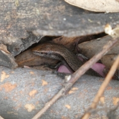 Lampropholis delicata at Jerrabomberra, NSW - 4 Feb 2022