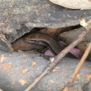 Lampropholis delicata at Jerrabomberra, NSW - 4 Feb 2022 05:27 PM