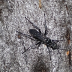 Pompilidae (family) (Unidentified Spider wasp) at Jerrabomberra, NSW - 4 Feb 2022 by SteveBorkowskis