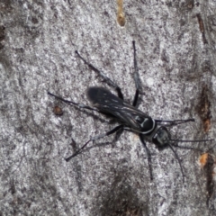 Pompilidae (family) (Unidentified Spider wasp) at QPRC LGA - 4 Feb 2022 by Steve_Bok