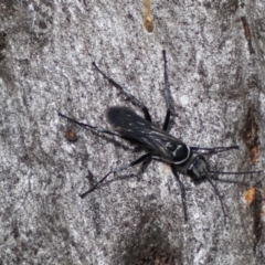 Pompilidae (family) (Unidentified Spider wasp) at Jerrabomberra, NSW - 4 Feb 2022 by Steve_Bok