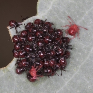 Pentatomidae (family) at Bango, NSW - 3 Feb 2022