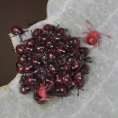 Pentatomidae (family) (Shield or Stink bug) at Bango Nature Reserve - 2 Feb 2022 by AlisonMilton