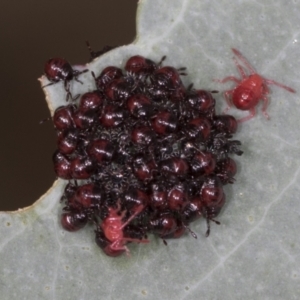 Pentatomidae (family) at Bango, NSW - 3 Feb 2022