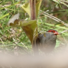 Neochmia temporalis (Red-browed Finch) at Jerrabomberra, NSW - 4 Feb 2022 by Steve_Bok