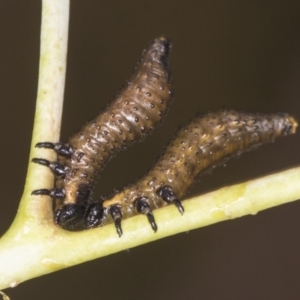 Paropsis aegrota at Bango, NSW - 3 Feb 2022 09:53 AM