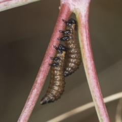 Paropsis aegrota at Bango, NSW - 3 Feb 2022