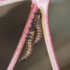 Paropsis aegrota at Bango, NSW - 3 Feb 2022