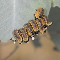 Pergidae sp. (family) (Unidentified Sawfly) at Bango Nature Reserve - 2 Feb 2022 by AlisonMilton