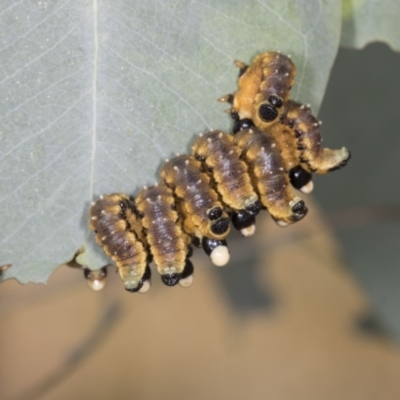 Perginae sp. (subfamily) (Unidentified pergine sawfly) at Bango, NSW - 3 Feb 2022 by AlisonMilton