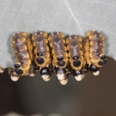 Pergidae sp. (family) at Bango, NSW - 3 Feb 2022 09:57 AM