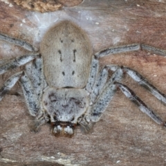 Isopeda (genus) (Huntsman Spider) at Bango, NSW - 3 Feb 2022 by jb2602