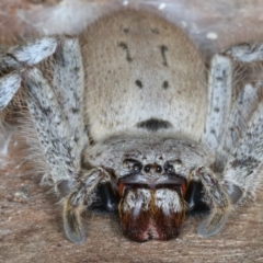 Isopeda sp. (genus) at Bango, NSW - 3 Feb 2022