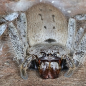 Isopeda sp. (genus) at Bango, NSW - 3 Feb 2022 02:06 PM