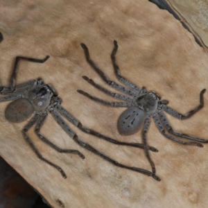 Isopeda sp. (genus) at Bango, NSW - 3 Feb 2022
