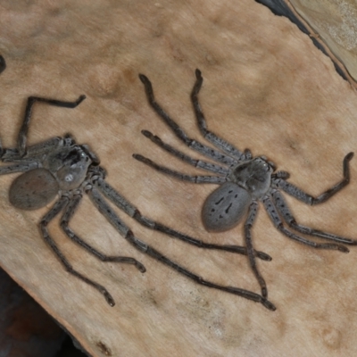 Isopeda sp. (genus) (Huntsman Spider) at Bango, NSW - 3 Feb 2022 by jbromilow50