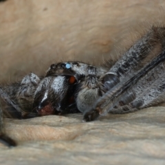 Isopeda sp. (genus) at Bango, NSW - 3 Feb 2022